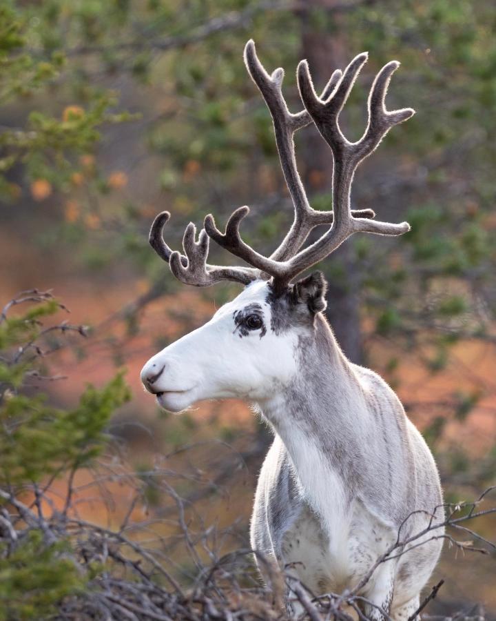 Lapland Dream Villas Rauhala Dış mekan fotoğraf